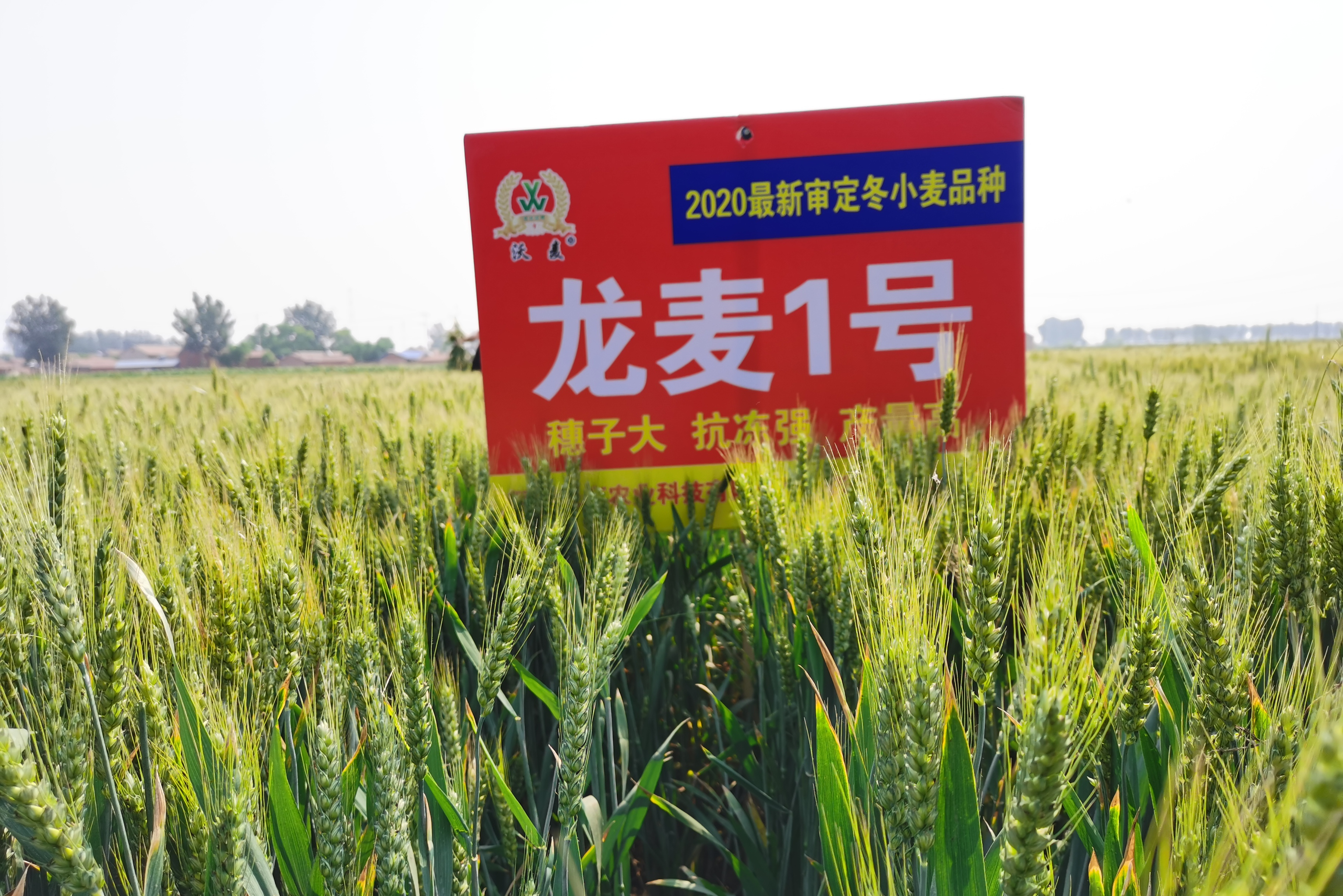 龙麦1号是小麦品种. 审定编号是晋审麦20190012.