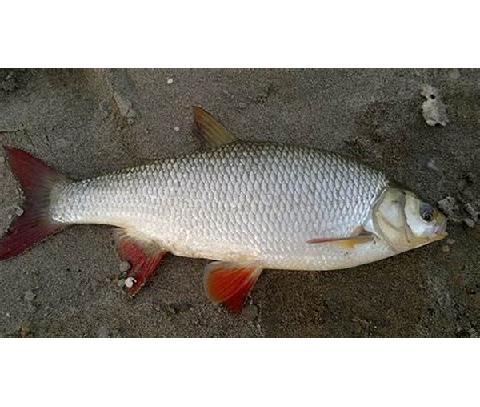  p>高体雅罗鱼是 a target="_blank" href="/item/鲤科/1909593" data