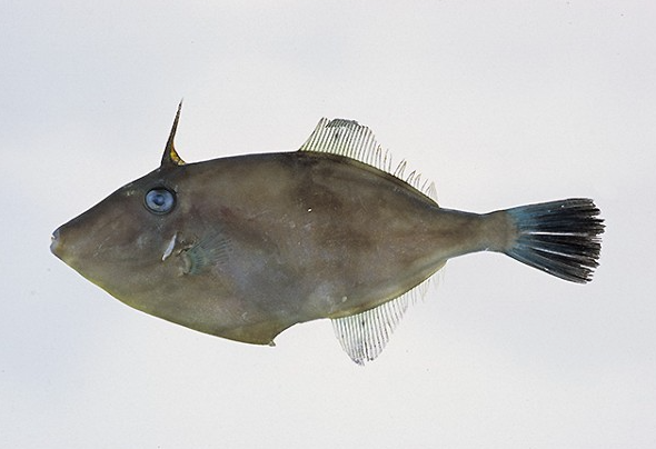  p>绿鳍马面鲀(学名:  i>thamnaconus modestus /i>)是单角鲀科,马面