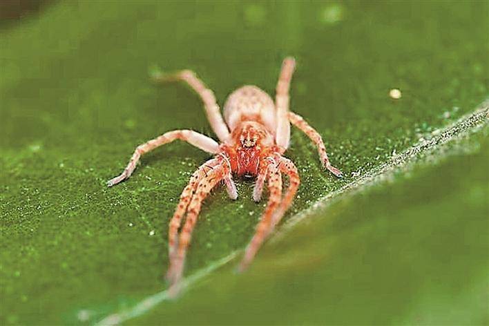  p>漫山管巢蛛是管巢蛛科管巢蛛属的动物. /p>