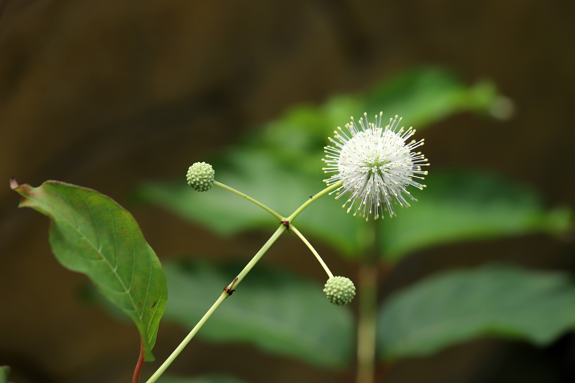  p data-id="tyh2ctx3svem">细叶水团花( i>adina rubella  /i>hance)