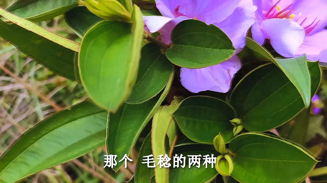 毛稔_百度百科