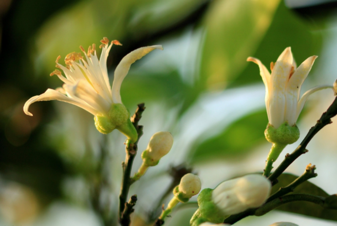 代代花：橘香扑鼻，既食且药_百科TA说