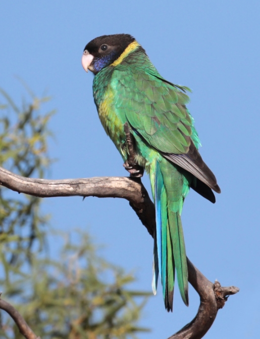  p>澳大利亚环颈鹦鹉(学名: i>barnardius zonarius /i>):是鹦鹉科