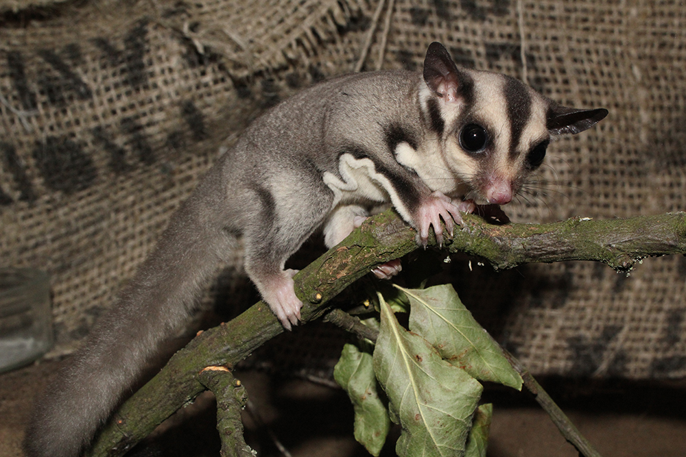  p>蜜袋鼯(学名:petaurus breviceps)是袋鼯科,袋鼯属哺乳动物.
