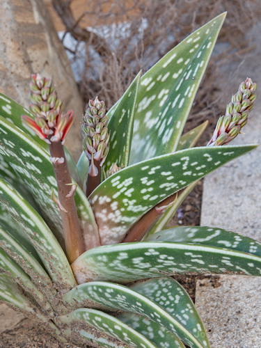 常绿草本植物,叶簇生大而肥厚,呈座状或生于茎顶,叶常披针形或叶短宽