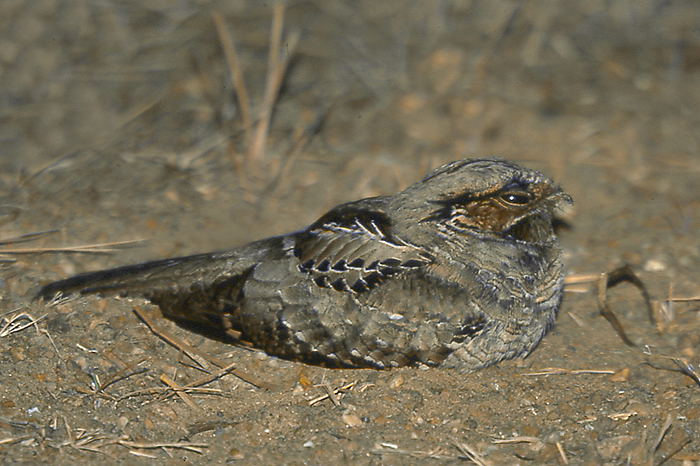 parvulus  /i>, a target="_blank" href="/item/夜鹰科/2501483"