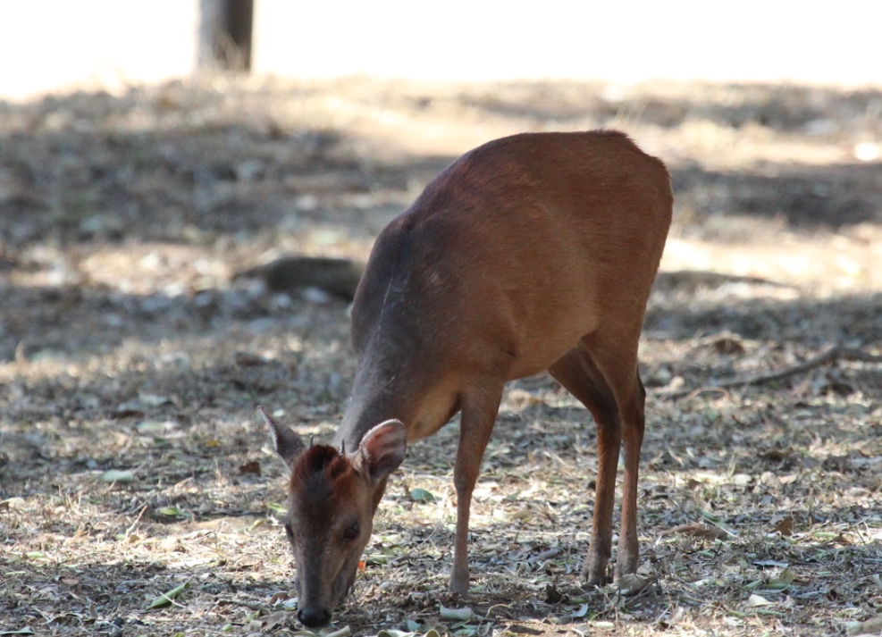  p>红小羚羊(学名: i>cephalophus natalensis /i>):是偶蹄目,牛科
