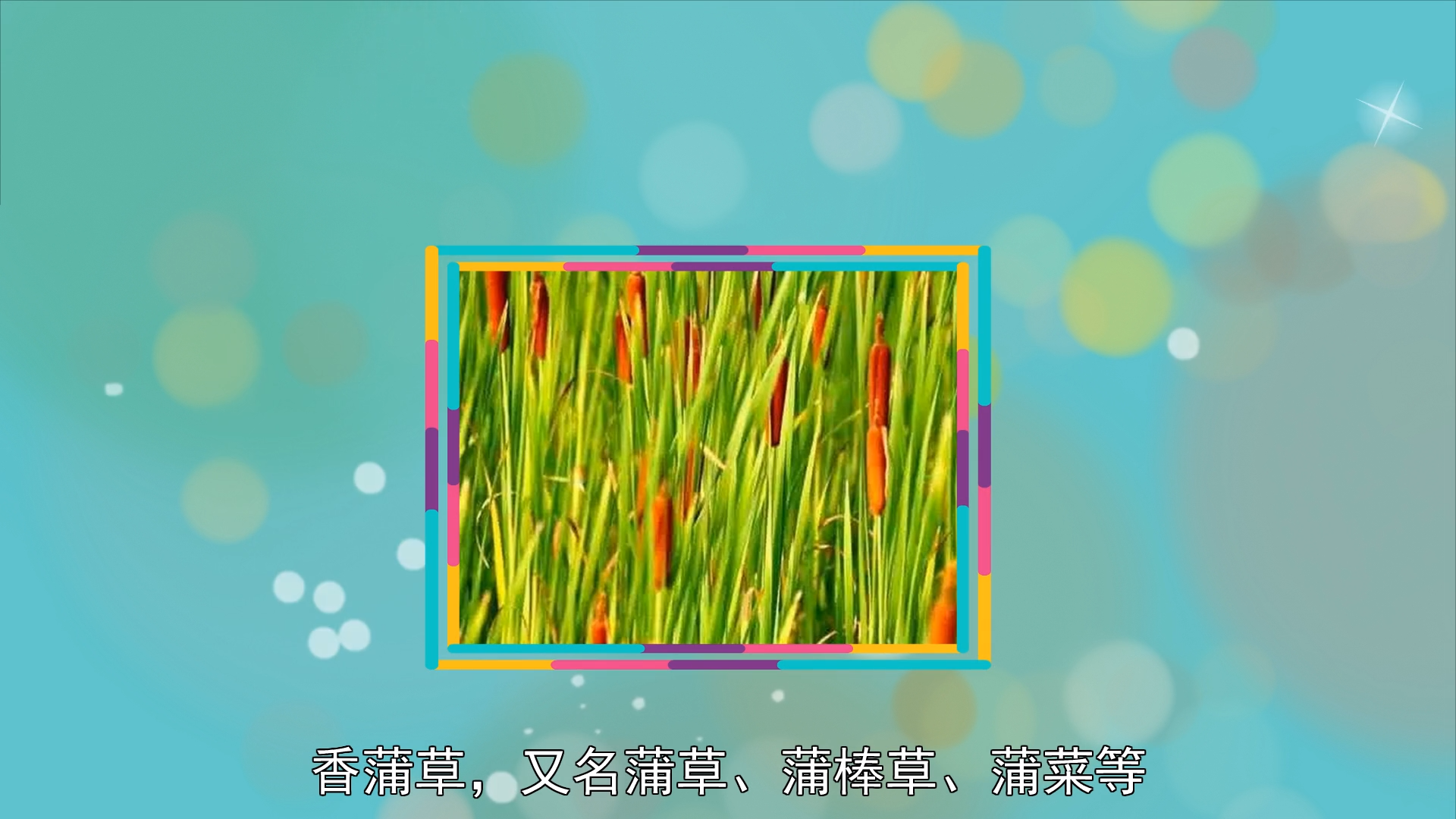 香蒲草:多年生落叶、宿根性挺水型的单子叶植物