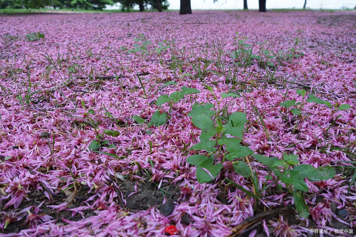 李煜词读 林花谢了春红 太匆匆 百科ta说
