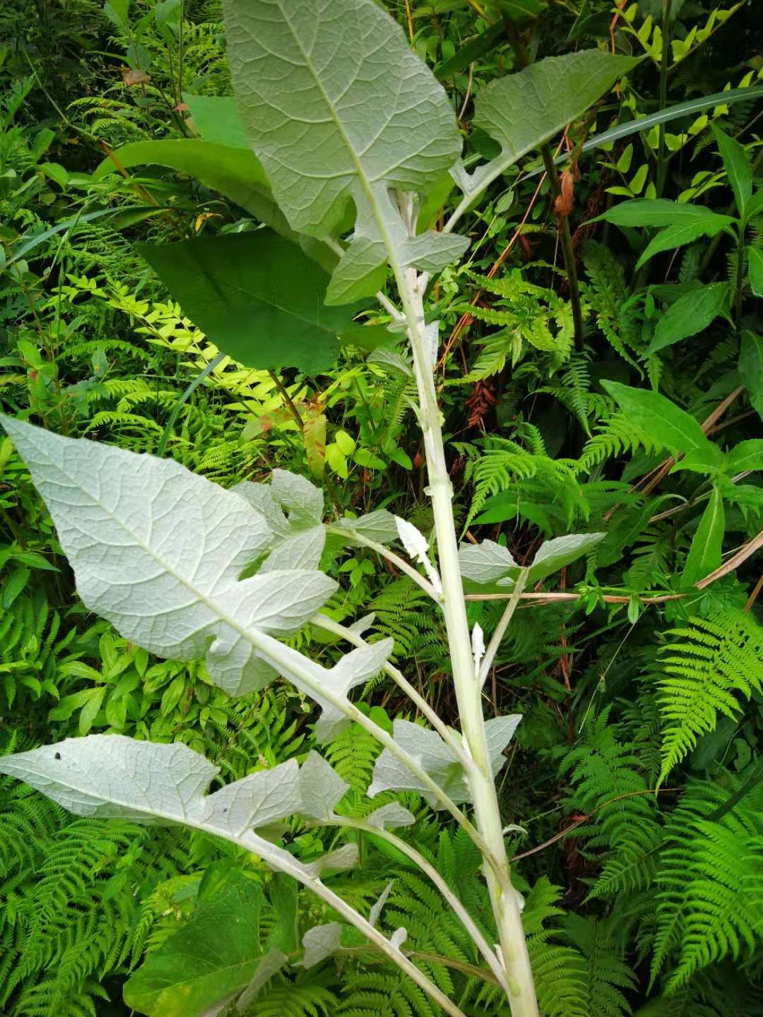 pmr7o1">番白叶,也叫 a target="_blank" href="/item/管仲/22507229"