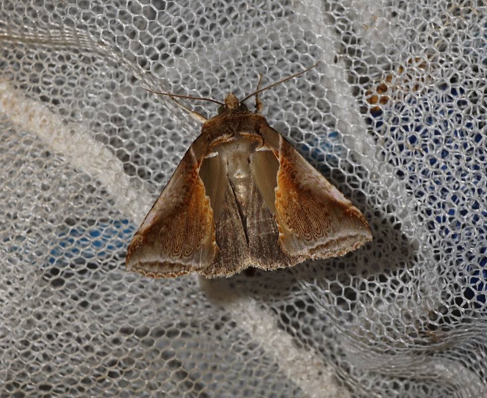 (werny,1966)),是 a target="_blank" href="/item/波纹蛾科/8602551"