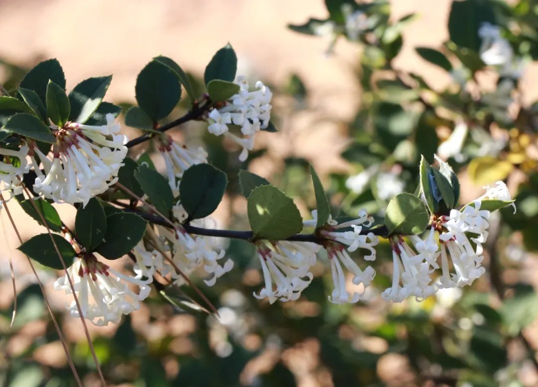 蟾宫折桂 可不要折错了 百科ta说