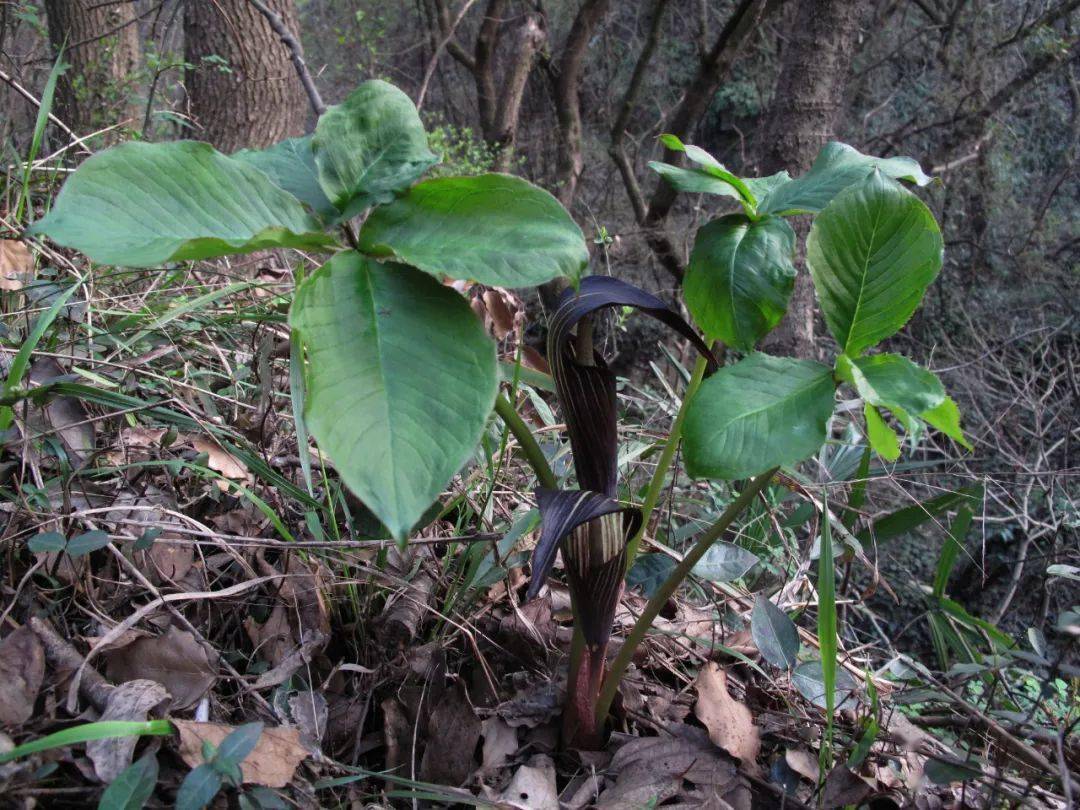 全缘灯台莲(变种)