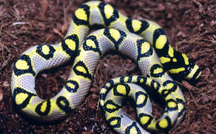  i>euprepiophis mandarinus /i>)是游蛇科,锦蛇属小型无毒蛇