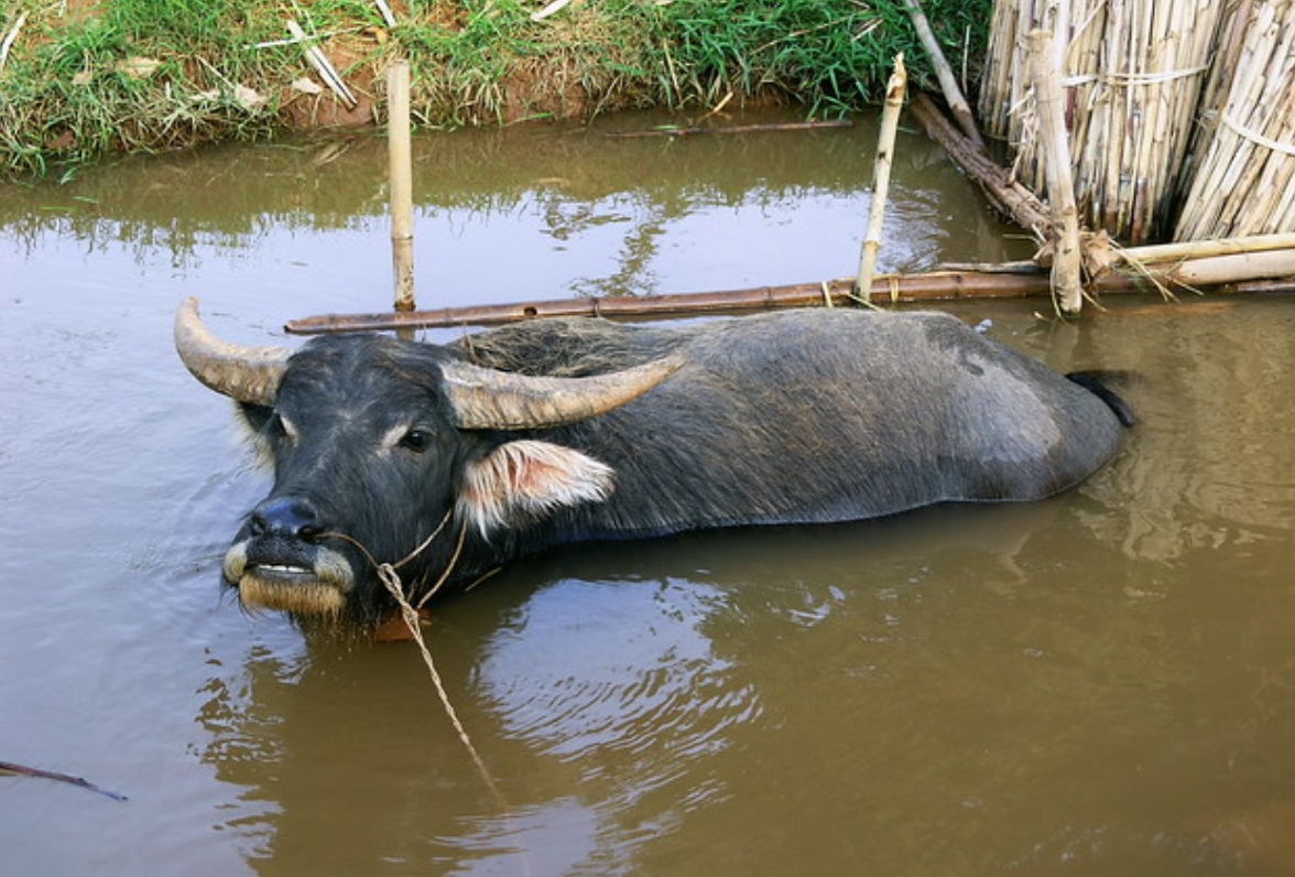 水牛