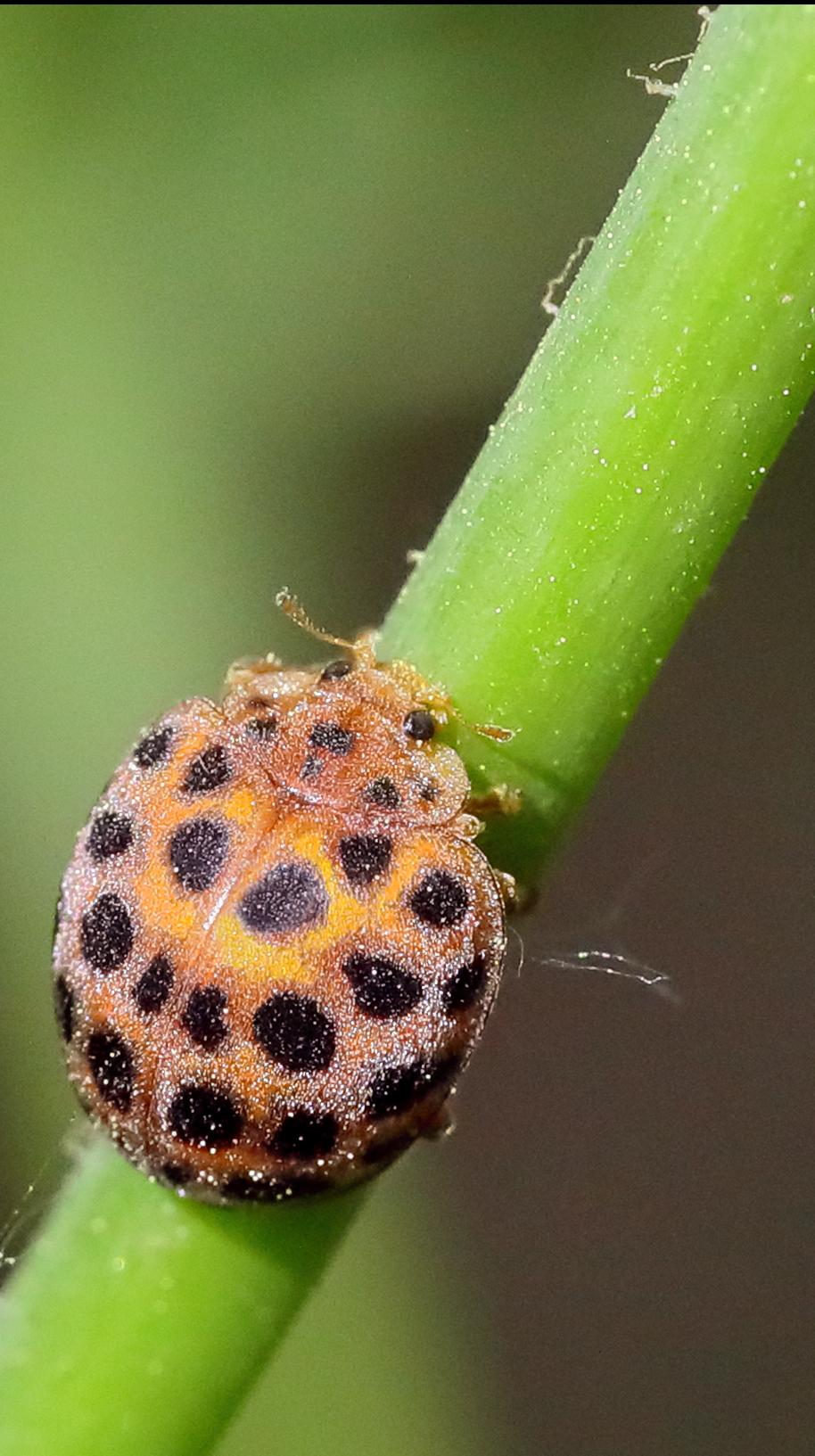 吉林通化(玉米)异色瓢虫19斑型