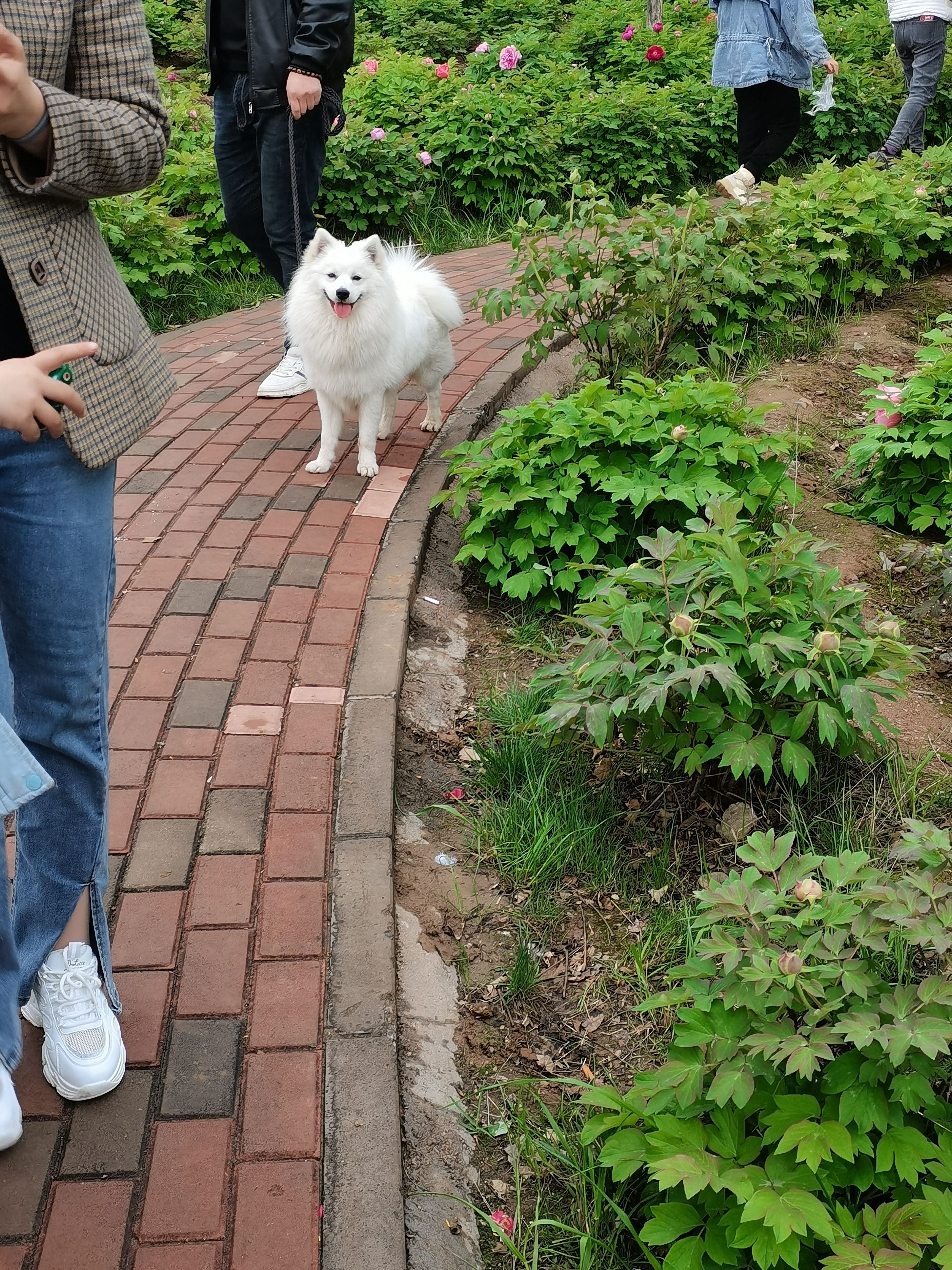  p>银狐犬,又名日本丝(绒)毛犬, a target="_blank" href="/item/日本