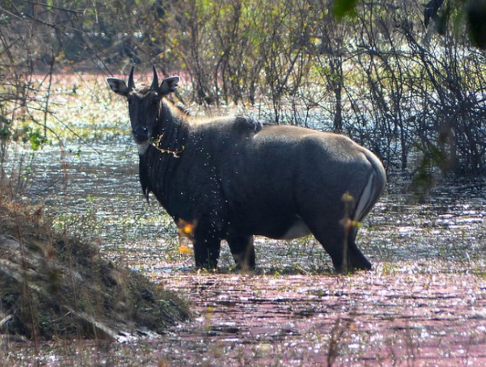  p>大蓝羚(学名: i>boselaphus tragocamelus /i>):是偶蹄目,牛科,蓝