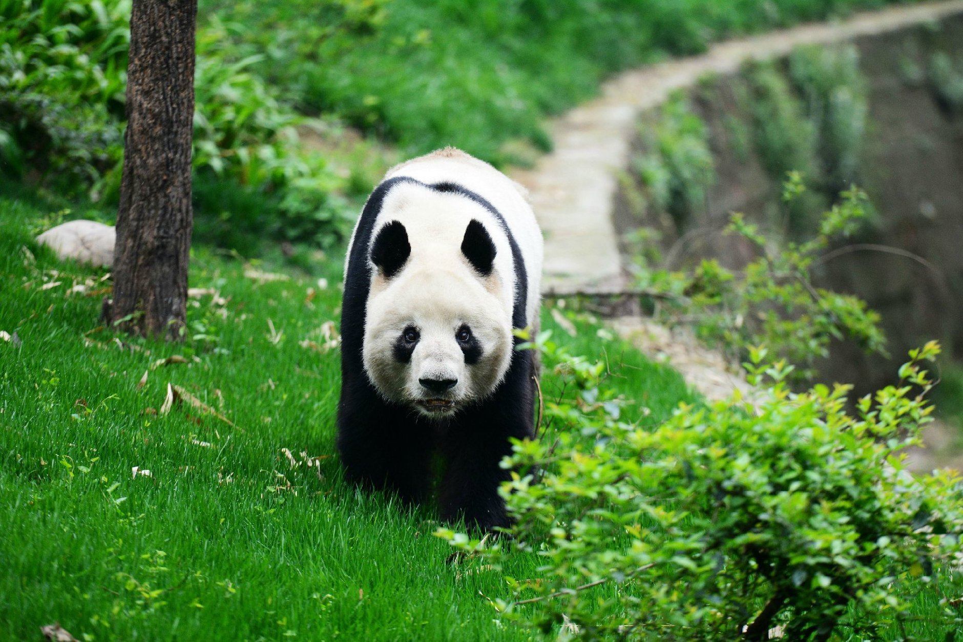 telwwjdrg6lc">科比 i>(1992年7月26日-2017年2月2日) /i>,雄性大熊猫