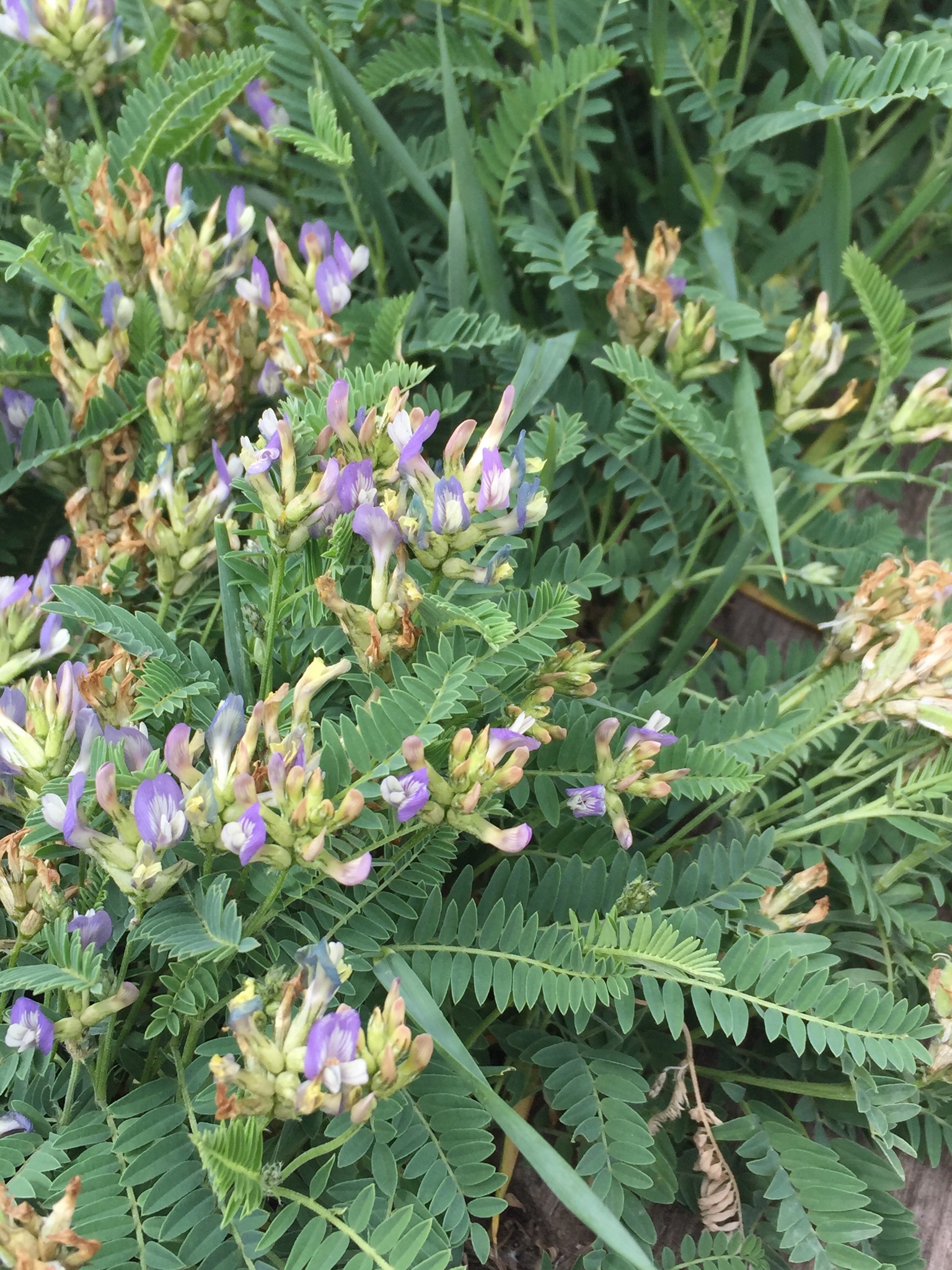 藏新黄芪