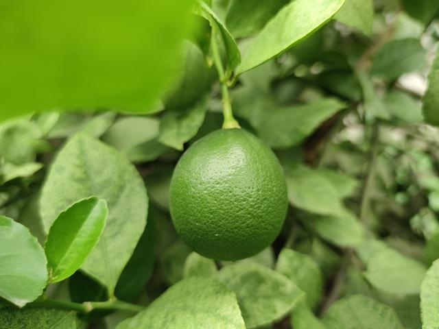 枳（芸香科柑橘属植物）_百度百科