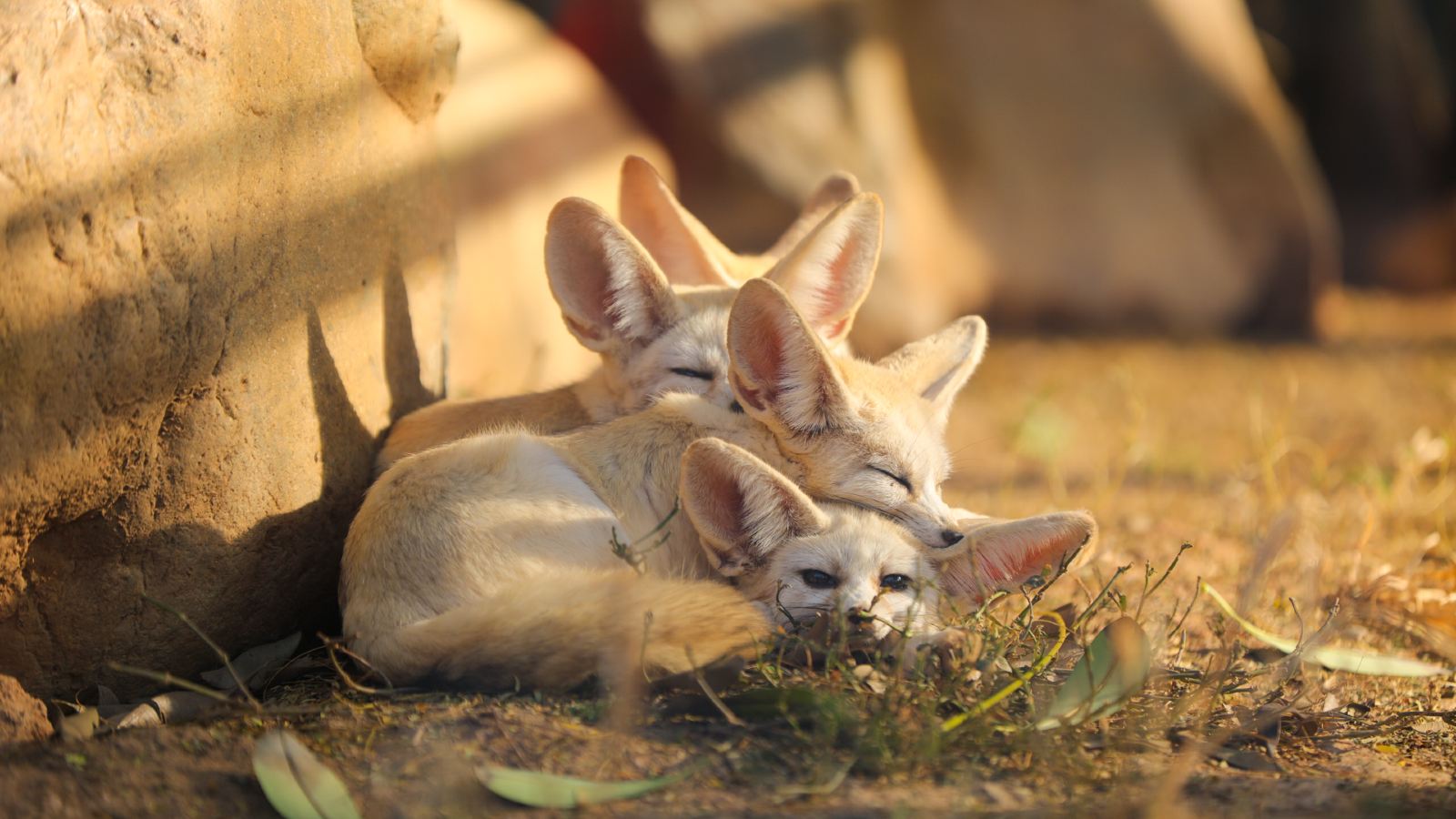 厦门灵玲动物王国