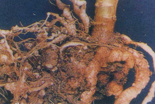  p>甘蓝根肿病是由芸薹根肿菌引起的,发生在 a target="_blank" href=