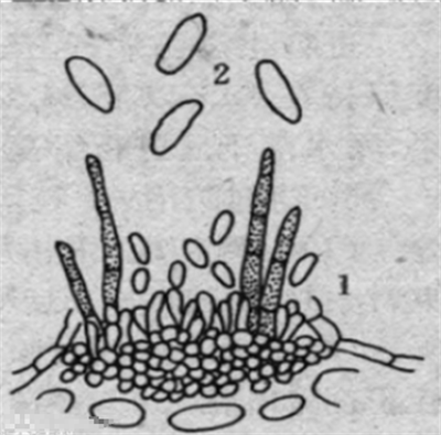 ="ref" data-ctrid="stnlecdx98tu">苦瓜炭疽病是由瓜类刺盘孢引起