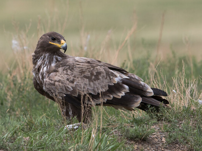  p>小乌雕(学名: i>clanga pomarina /i>):一种鹰形目,鹰科,乌雕属的