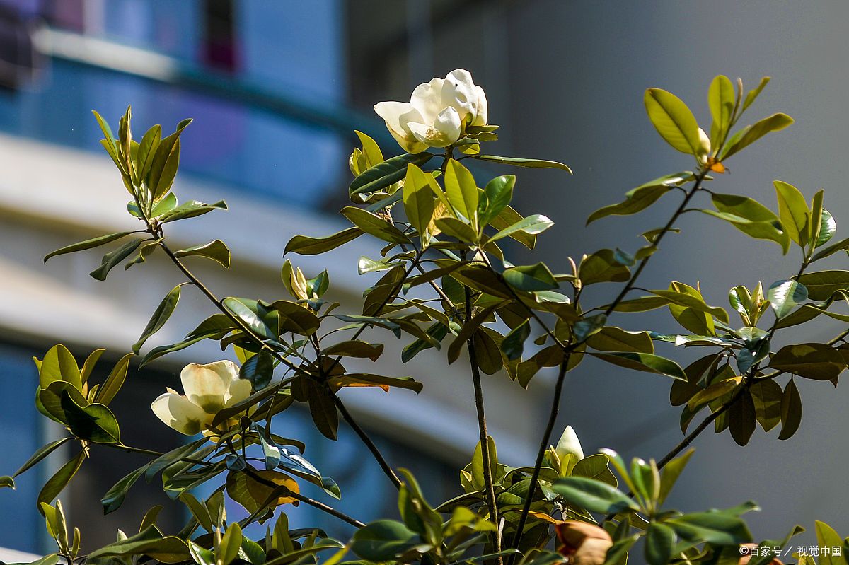 在庭院中种植广玉兰，几年才能开花？开花后花期有多长？_百科TA说