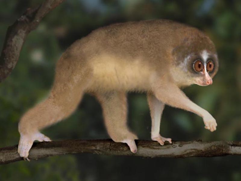 sri lanka wet zone slender loris