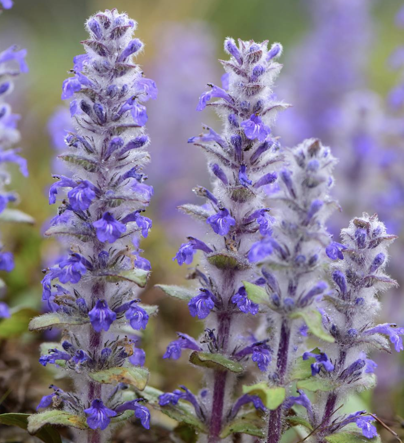  p data-id="tbthlrkorjon">多花筋骨草( i>ajuga multiflora /i>