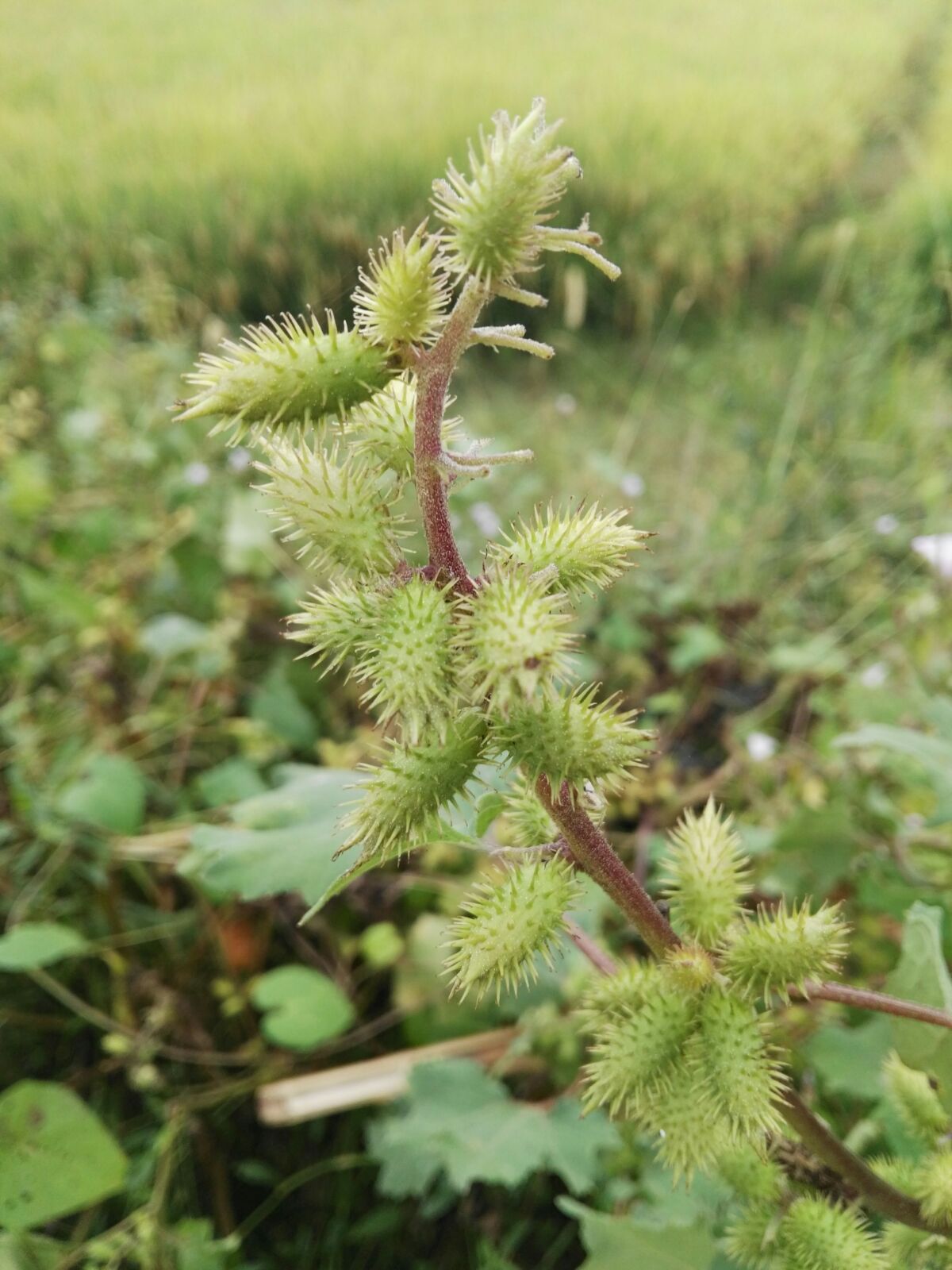 苍耳子