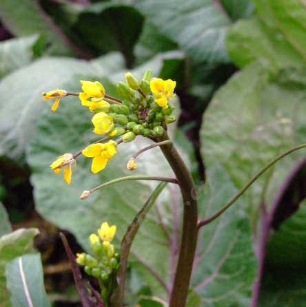 bariley)是十字花科,芸苔属植物芸薹的 a target="_blank" href="