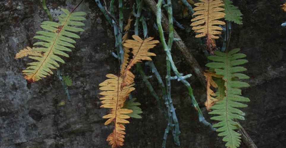  p>光茎水龙骨(学名: i>polypodiodes wattii /i>)为 a target="