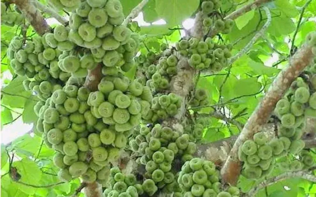 木瓜榕 全网资源