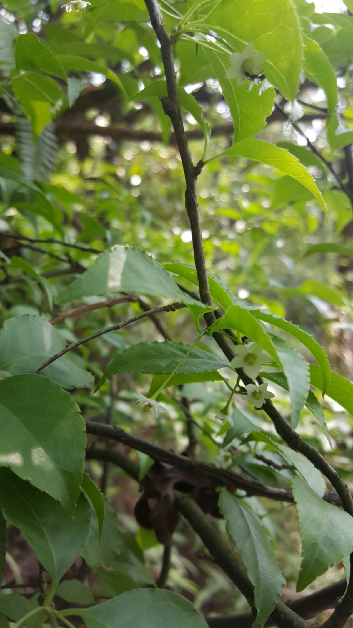 秤星树(原变种)