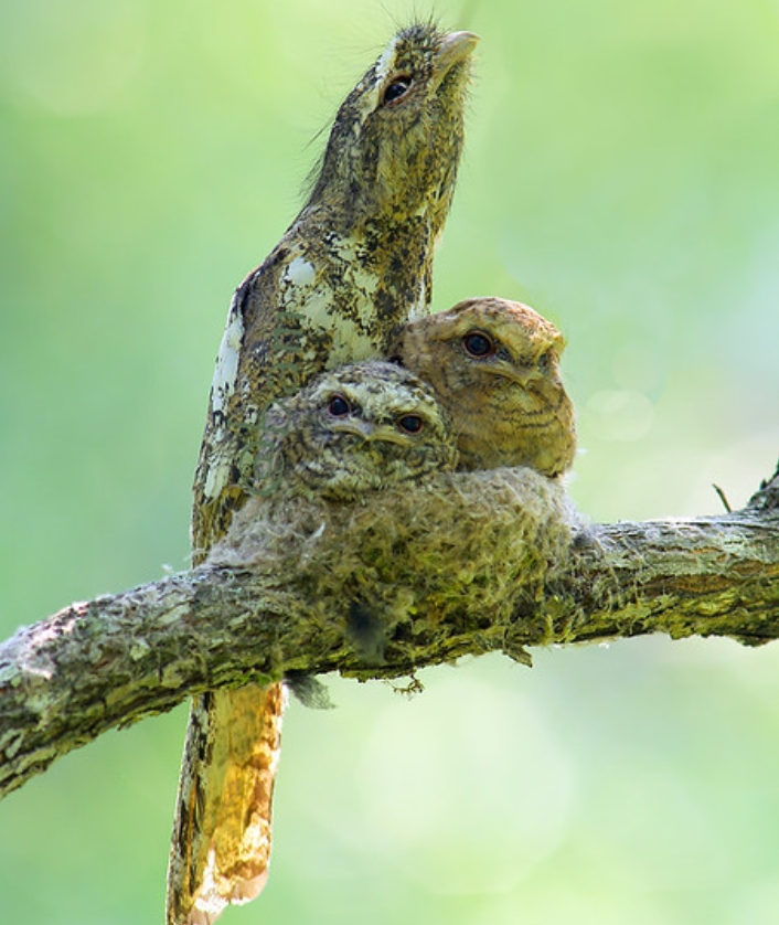  p data-id="gn2wxm5ktn">黑顶蛙口夜鹰(学名: i>batrachostomus