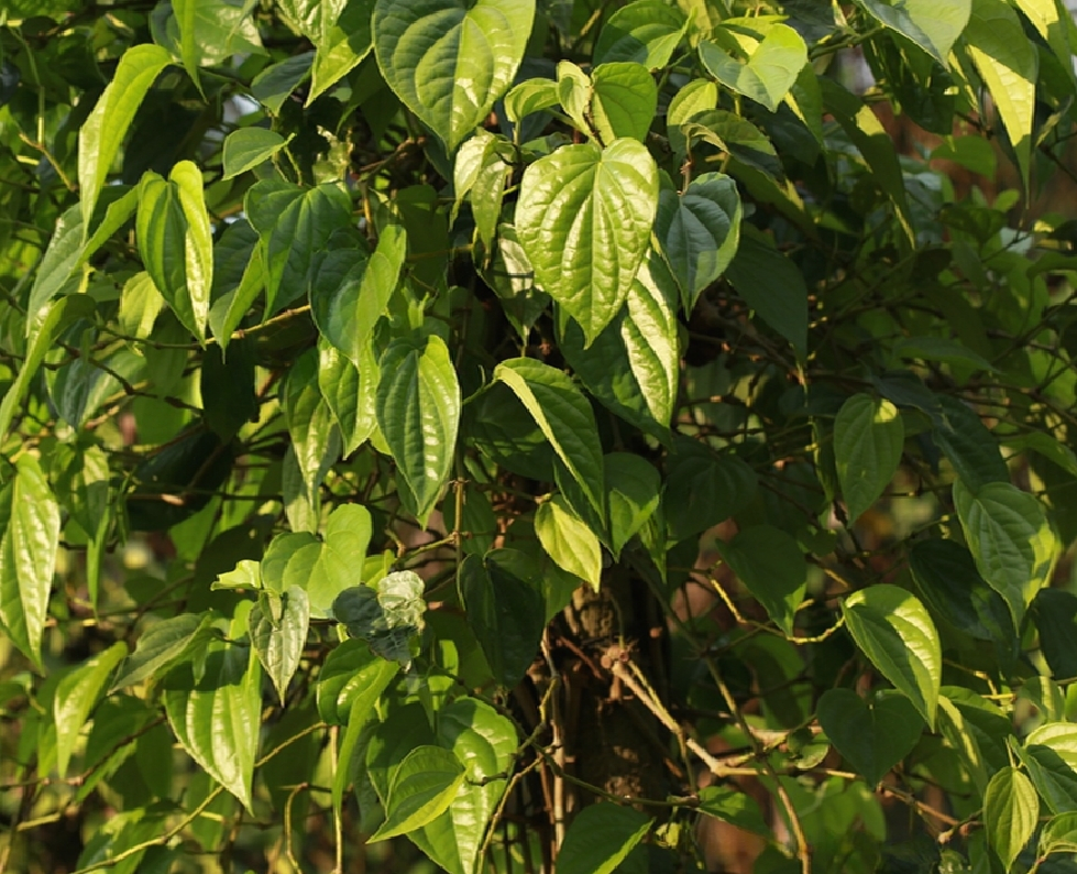 蒌叶（胡椒科胡椒属植物）_百度百科