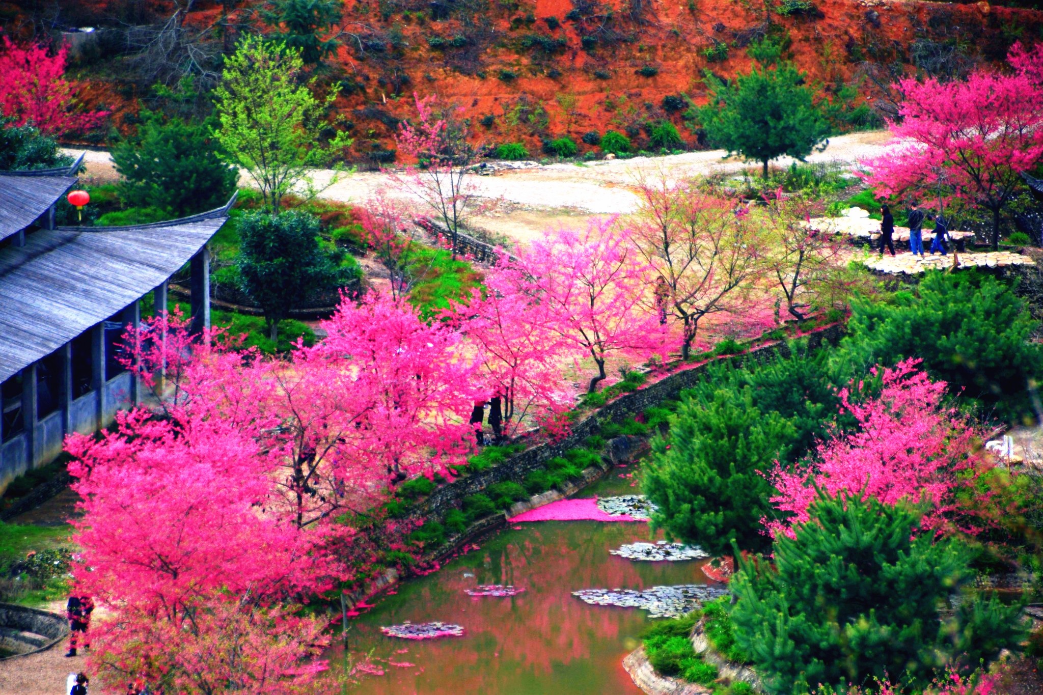 a>新丰县黄礤镇杰荣樱花峪,总面积800多亩,樱花谷已成为广东规模最大