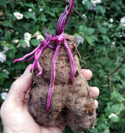 紫山药