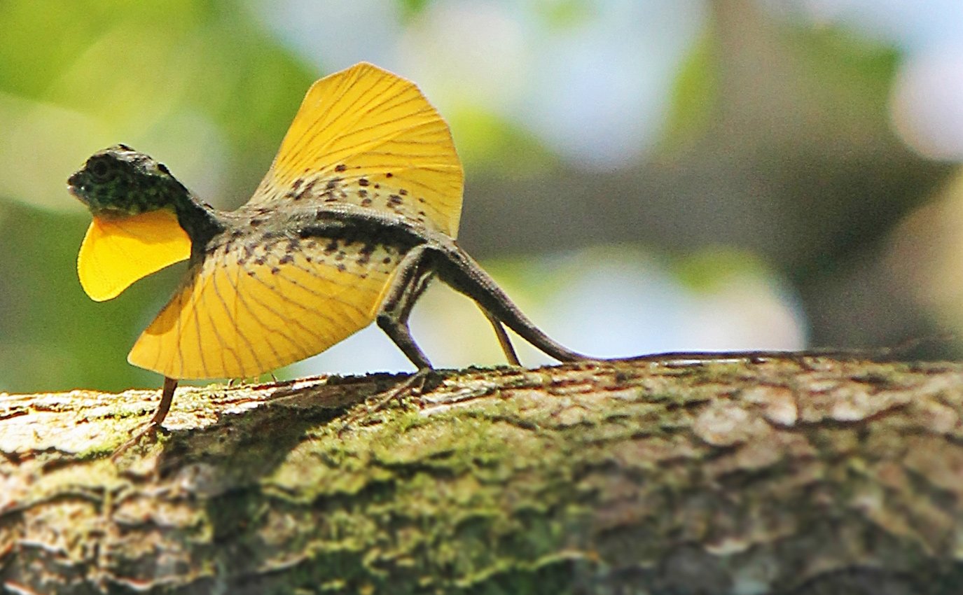  p>斑飞蜥(学名: i>draco maculatus /i>)是鬣蜥科,飞蜥属的爬行动物.