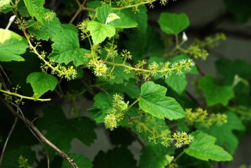 ">蘡薁( i>vitis bryoniifolia /i> bunge),葡萄科葡萄属落叶藤本植物