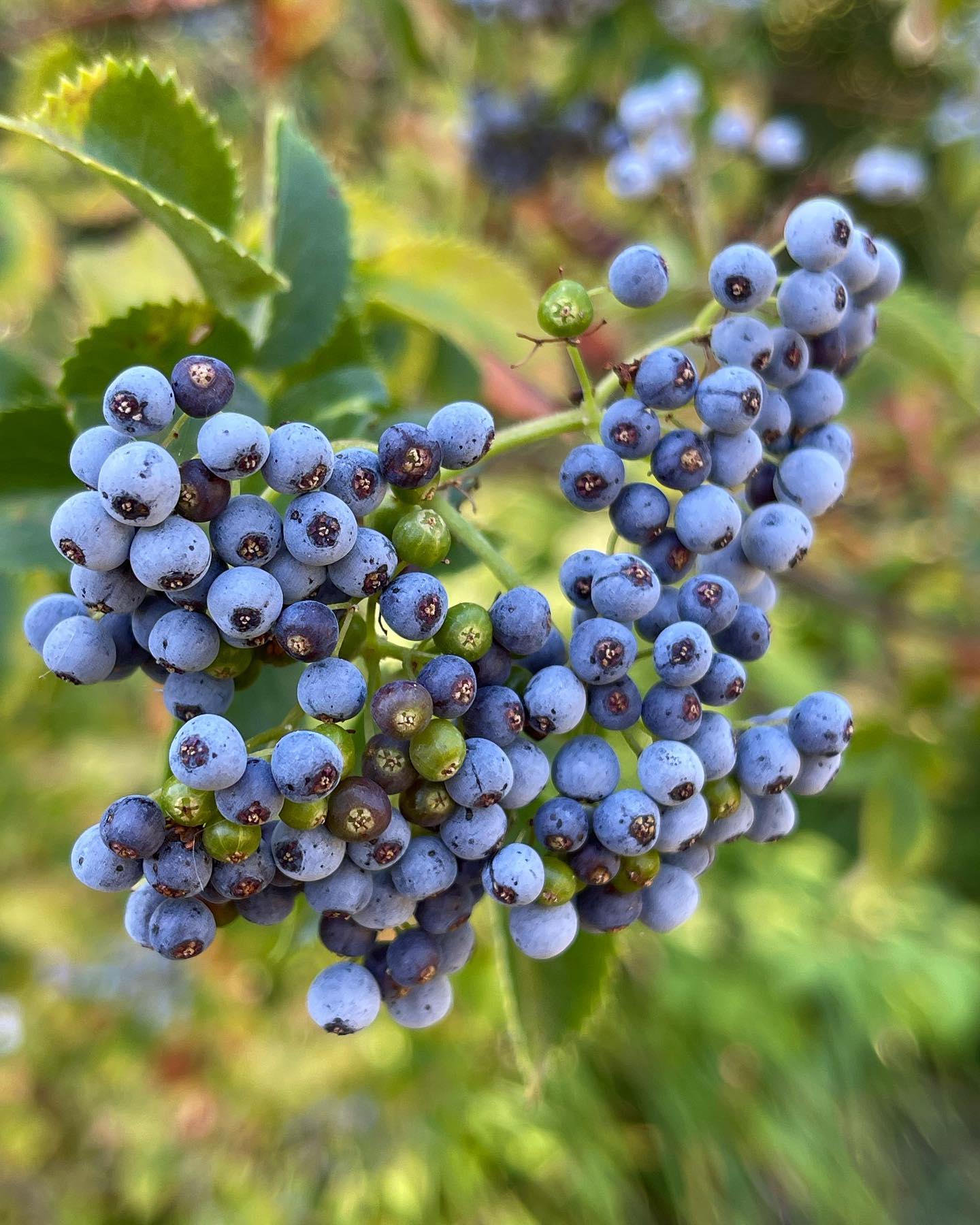 international dendrology society