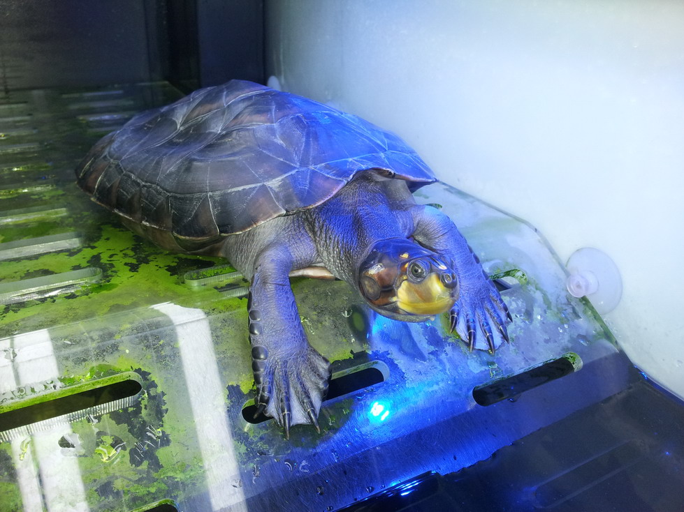  p>黄头侧颈龟(学名: i>podocnemis unifilis /i>)是侧颈龟科,南美侧