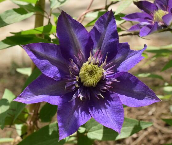  p>转子莲(拉丁学名: i>clematis patens /i> morr. et decne.