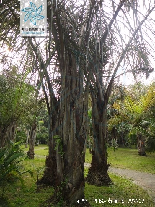  p>酒椰(学名: i>raphia vinifera /i> beauv.