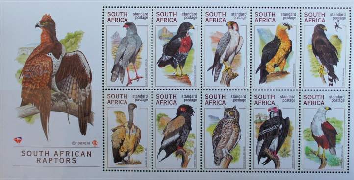 所罗门群岛海雕