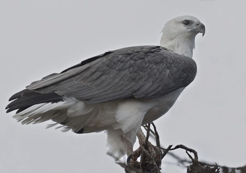  p>白腹海雕(学名: i>haliaeetus leucogaster /i>)为 a target="